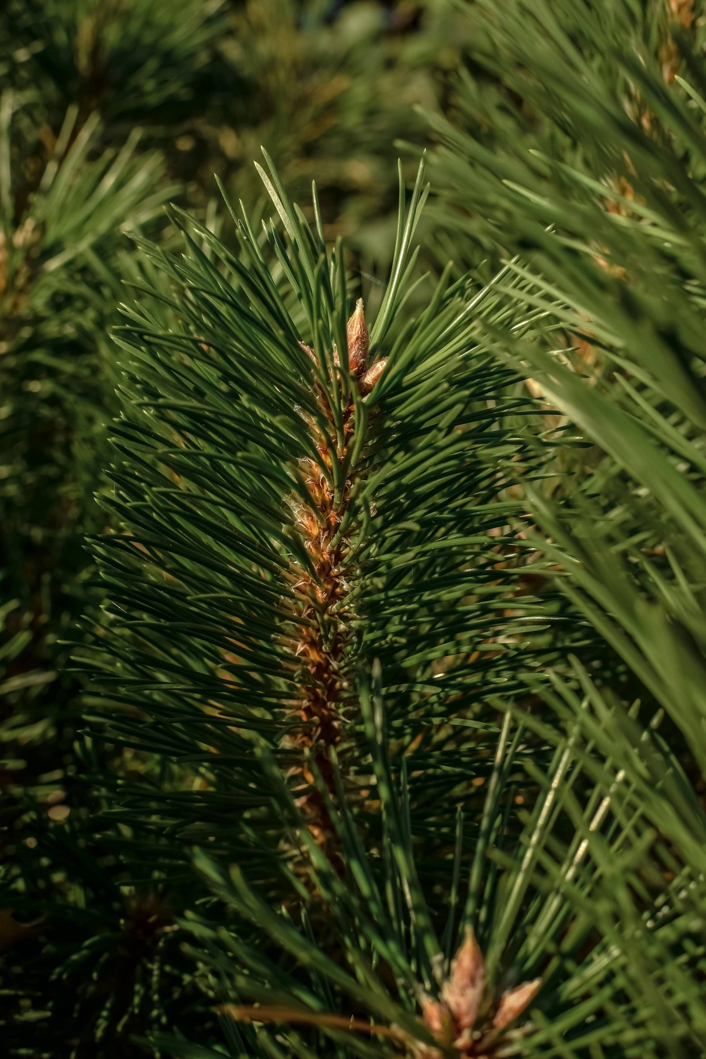 Balsam & Cedar by Illume - Pura Home Refill